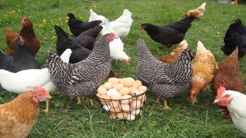 Chickens and poultry