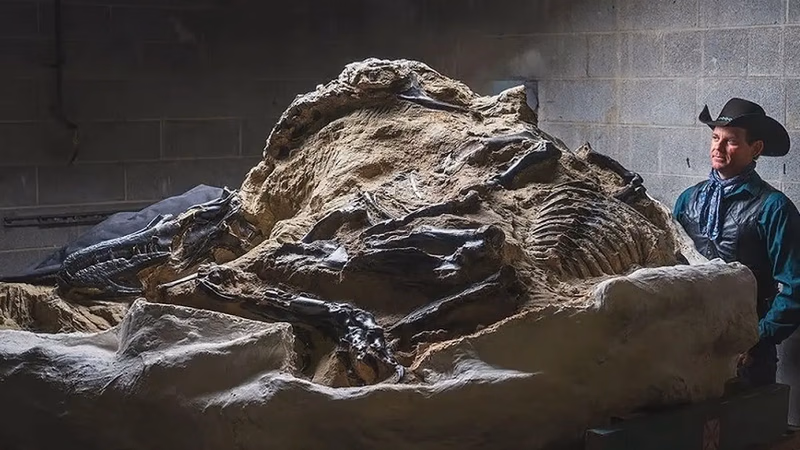 fossil