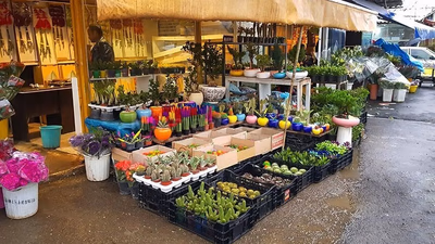 گل های زینتی