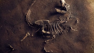Economic value and how to price fossils