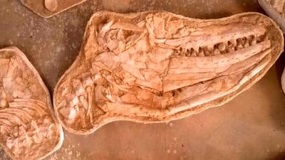 Guide to exporting and selling fossils to foreign buyers
