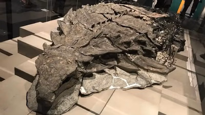 What fossils are found in which regions of the Middle East and West Asia?