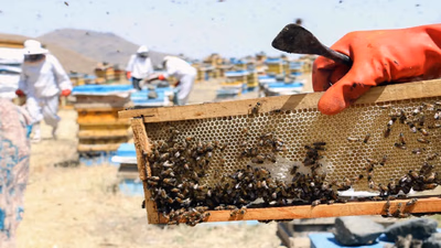 Honey supply and demand situation in West Asian countries