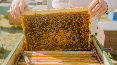 The difference between jam and honey in West Asian (Middle East) food market