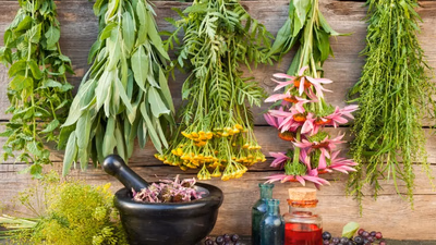 Original wild medicinal plants