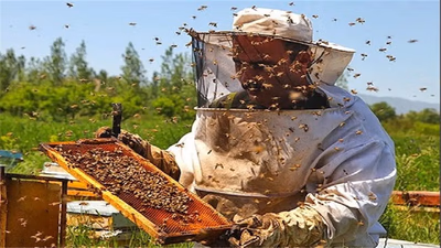 The share of honey in the income and international trade of Middle East countries