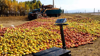 The largest importers and exporters of fruit in West Asia (Middle East)