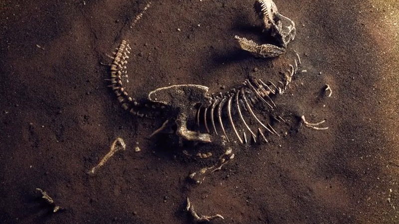 Economic value and how to price fossils
