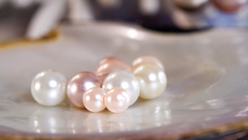 Natural pearl fishing in the Persian Gulf