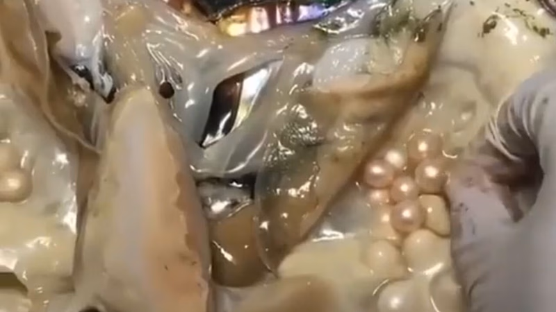 أفضل اللآلئ الطبيعية في العالم