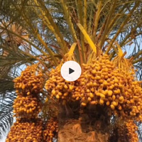 اریا