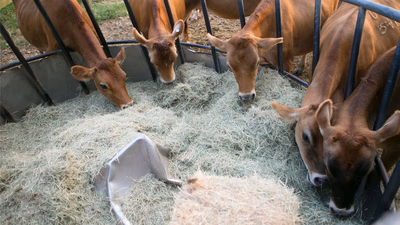 Animal feed