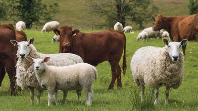 livestock