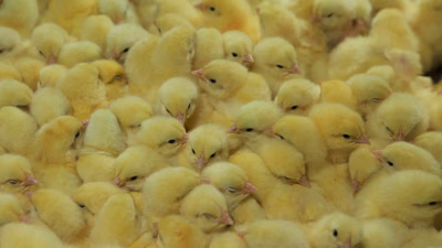 The market of consumption and buying and selling of poultry and chickens in West Asian countries