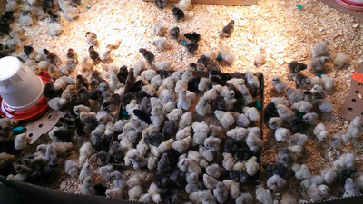 Poultry breeding and sales industry in the Middle East