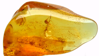 Get facts about Asian amber