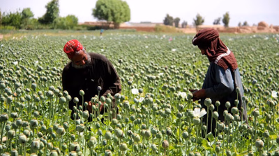 Livestock & Industry in Afghanistan