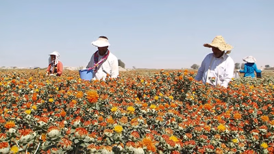 المنتجون والمستهلكون للمنشآت الصناعية في الشرق الأوسط وغرب آسيا