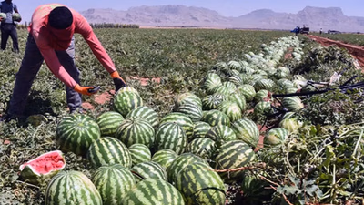 The role of agriculture in the economy of Asian countries