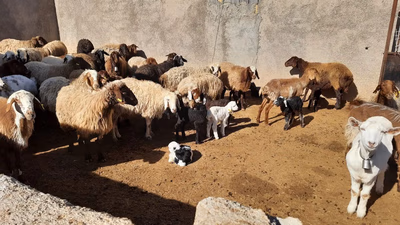 Ortadoğu'da hayvan ticaretinin durumu