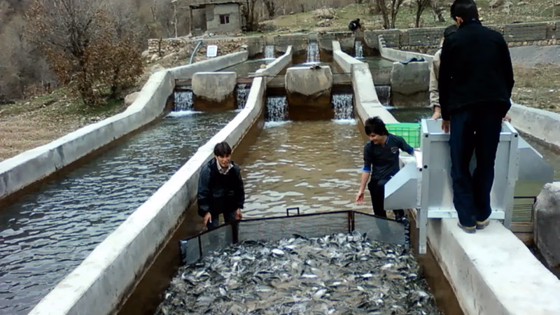 مشرق وسطی میں سمندری غذا کی کھپت کی مارکیٹ