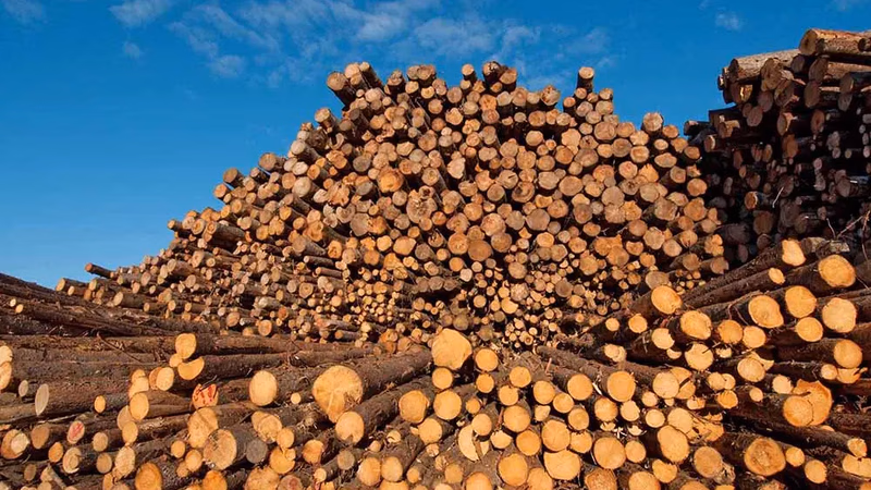 The principles of exporting and selling wood in world markets