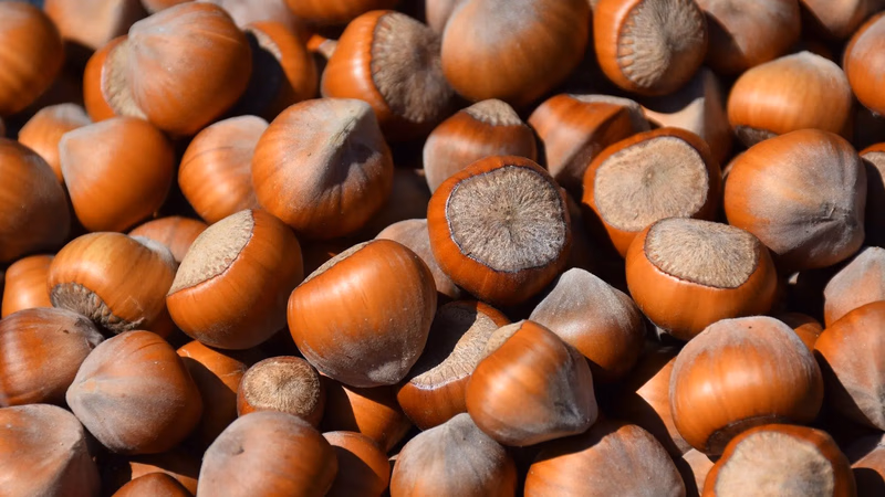 Export and marketing of hazelnuts in the Asian market
