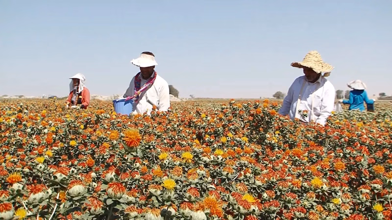 المنتجون والمستهلكون للمنشآت الصناعية في الشرق الأوسط وغرب آسيا
