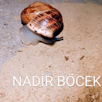 nadir b.