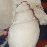 Bahmani