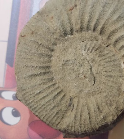 Fossil