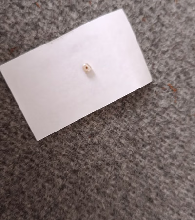 Natural Pearl