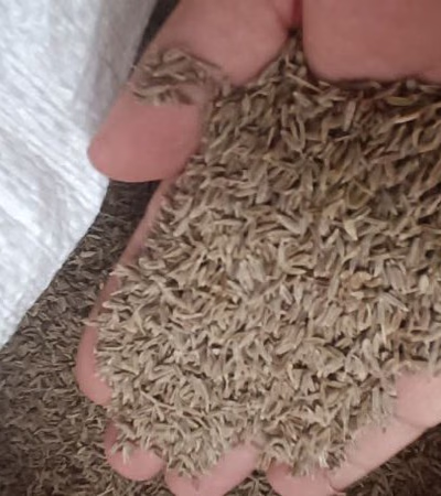 Cumin