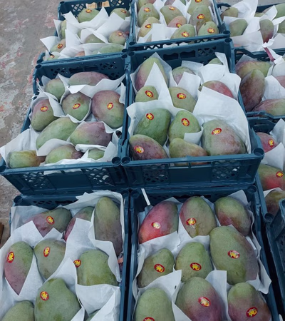 Fruits (summer oranges, lemons, lemons, grapes, mango, pomegranates, strawberries, cantaloupes, watermelons, peaches, apricots) and also vegetables (o