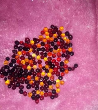 Frankincense