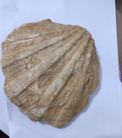 Fossil