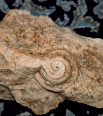 Snail Fossil at least 300 million years ago
