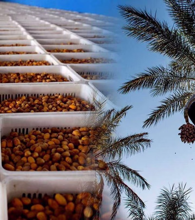 Zahedi dates, Mazafati dates, Iranian dates