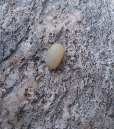 Precious Stones