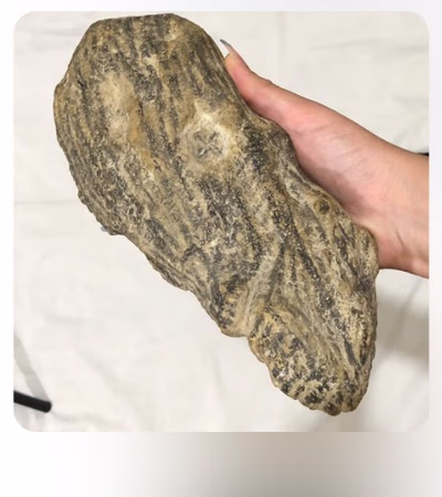 Meteorit . Eşitdäki Fossil