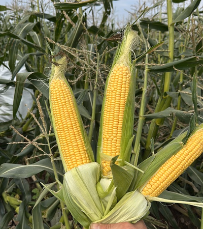 Frozen sweet corn
