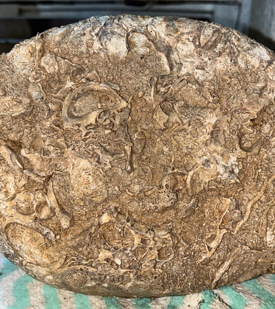 40 million-year-old fossil gemstones