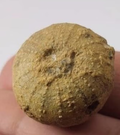 Fossil