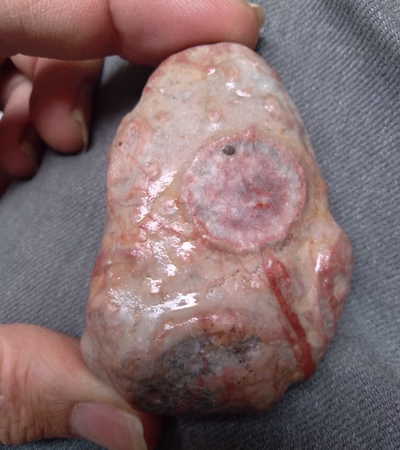 Fossilized Embryo or Fossilized Egg