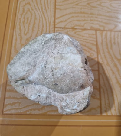 Precious Fossil Stone