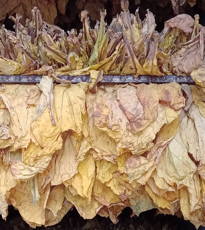 Tobacco, Tobacco, and Cigarettes