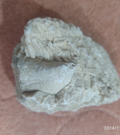 Dinosaur tooth fossil