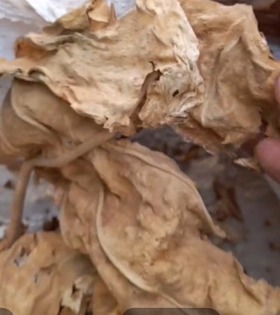التبغ